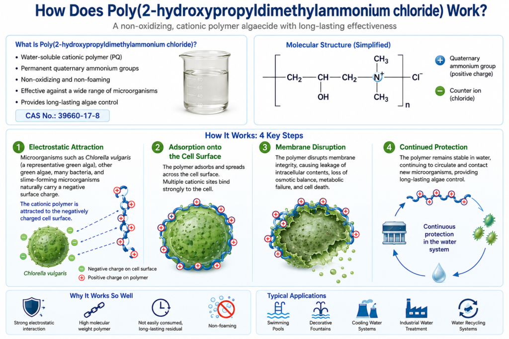 Scientific infographic illustrating the working mechanism of Poly(2-hydroxypropyldimethylammonium chloride (CAS No. 39660-17-8), showing its molecular structure, four-step antimicrobial mechanism, and applications in swimming pools, cooling water systems, decorative fountains, industrial water treatment, and water recycling systems